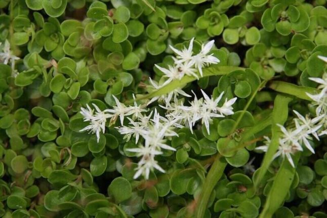 creeping sedum with white flowers   