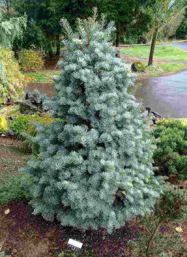 small white fir tree