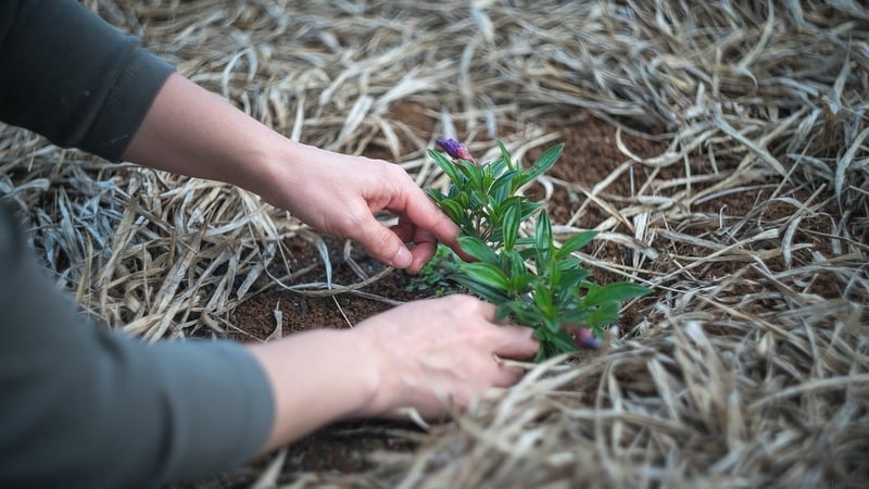Close up of hands planting a small green plant