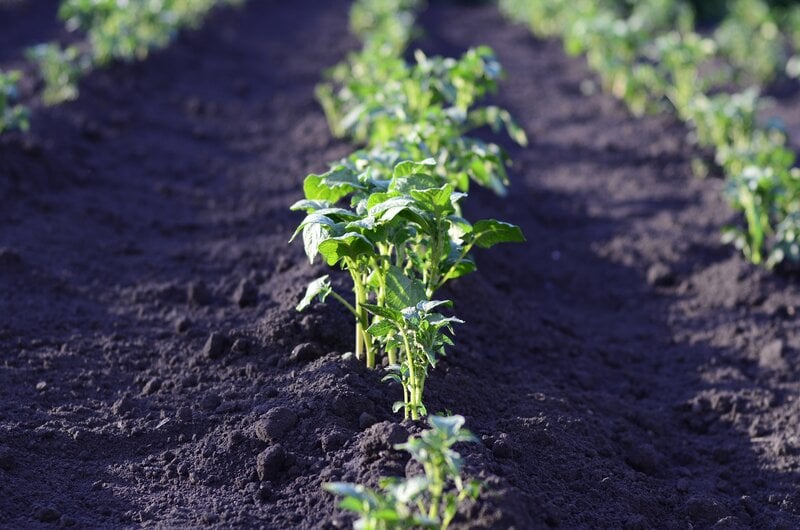 A row of green plants sprouting out of dirt