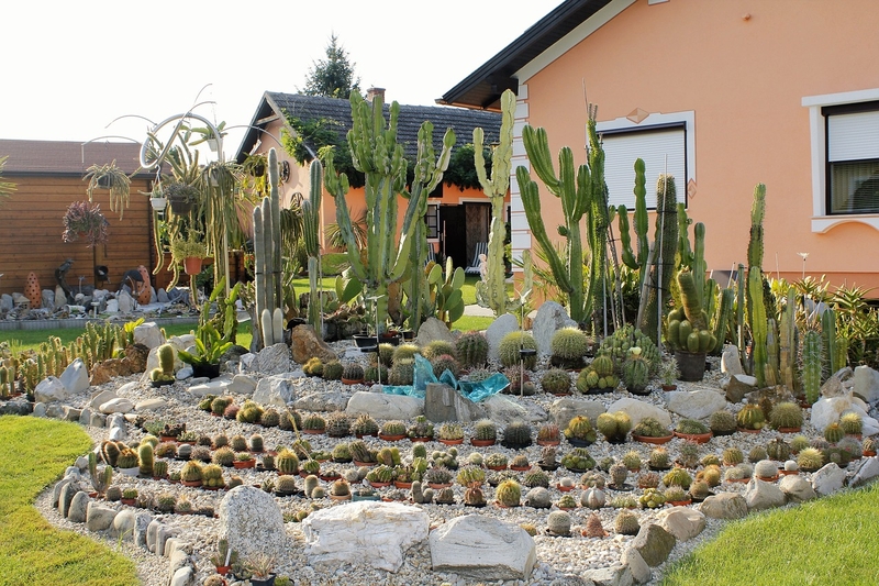 Cactus To Enhance Your Landscaping, Cactus Landscape Ideas
