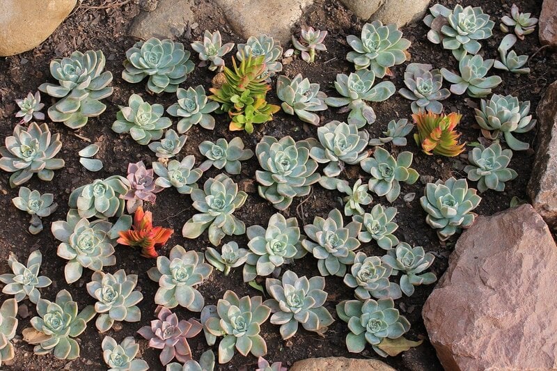 Looking down at a small garden of succulents