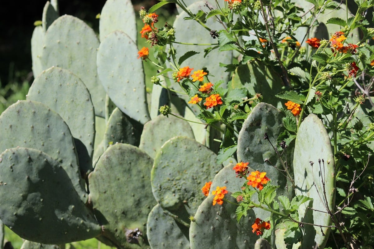 Prickly pear cactus and Texas lantana in flower