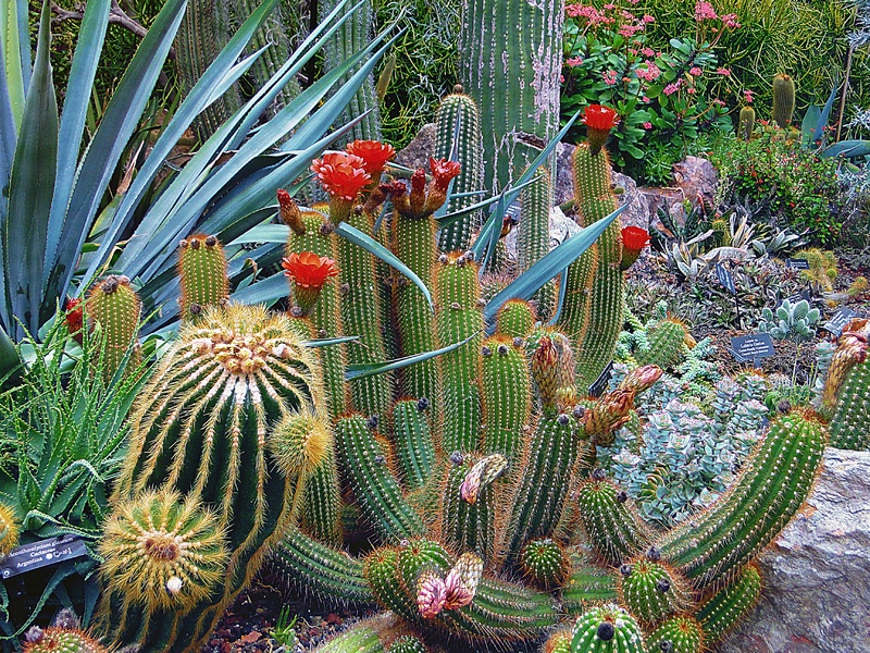 Cactus landscape deals