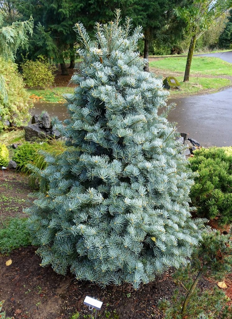 small white fir tree