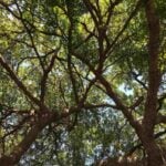 11 Fast-Growing Shade Trees for Your Yard