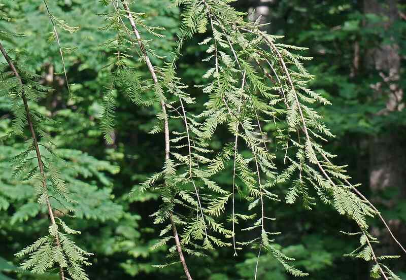 Closeup of a dawn redwood's dark green, needled foliage