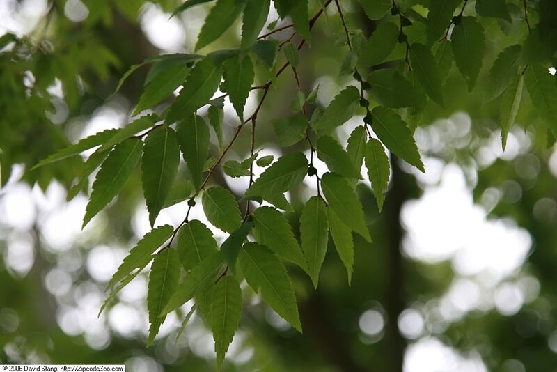 Closeup of Japanese zelkova's green leaves