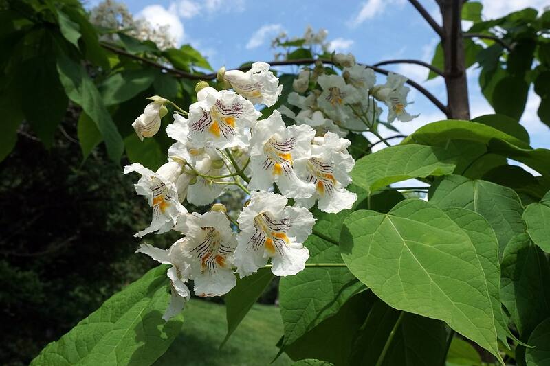 Closeup of white flowers of a northern catalpa tree