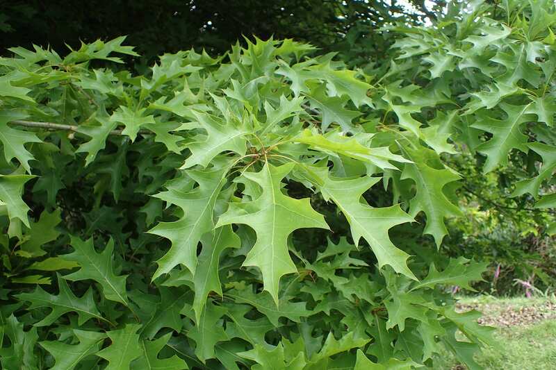 Closeup of nuttall oak leaves