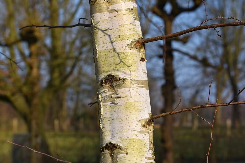 Closeup of the white, peeling bark of a paper birch tree