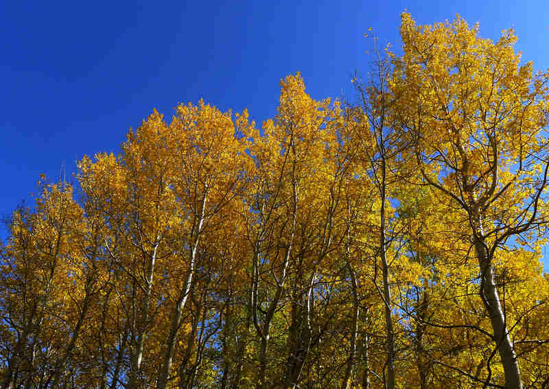 Forest of quaking aspens with yellow, autumn foliage