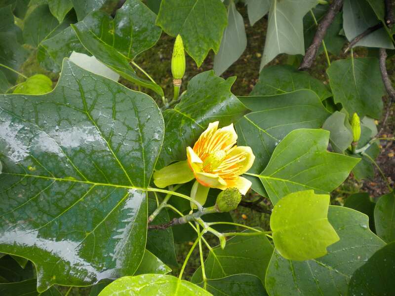 Yellow tulip poplar flower and dark green leaves