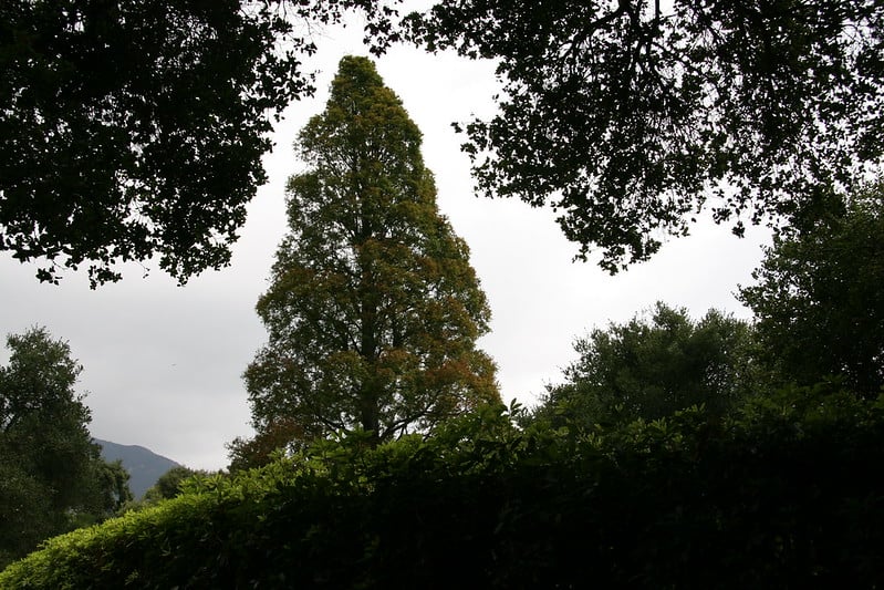 dawn redwood tree in a forest