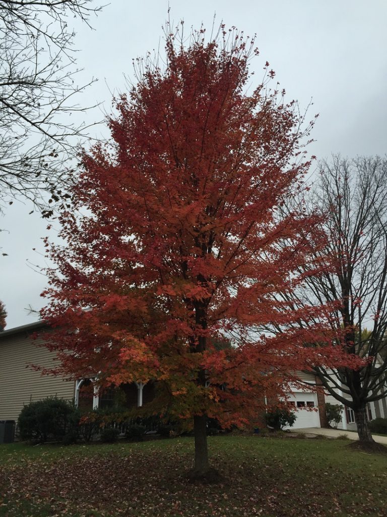 freeman maple tree with red fall leaves