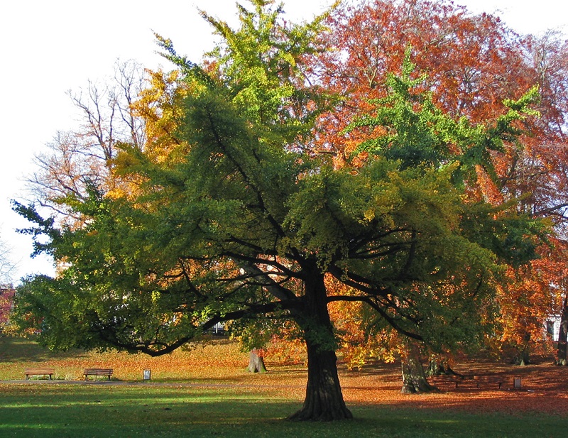 spreading ginkgo tree in a park