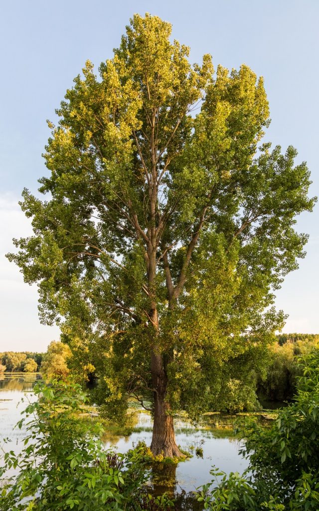 hybrid poplar tree growing near a body of water