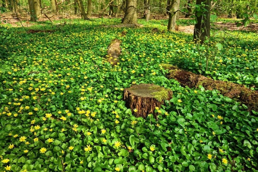 The best ground cover plants for shade in your yard