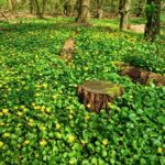 11 of the Best Ground Covers for Shade