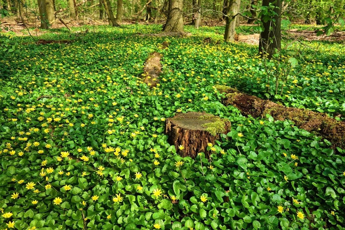 ground cover with green leaves and yellow flowers spreading in a forest amid trees and stumps