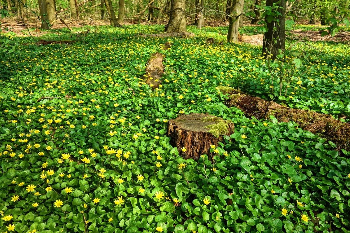 shade ground cover