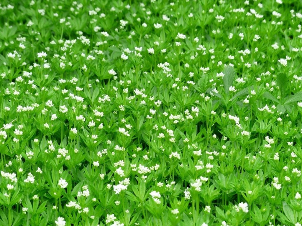 The Best Ground Cover Plants For Shade, Partial Sun Ground Cover