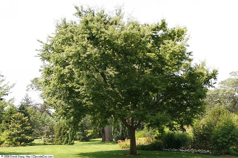 Japanese zelkova tree in a garden