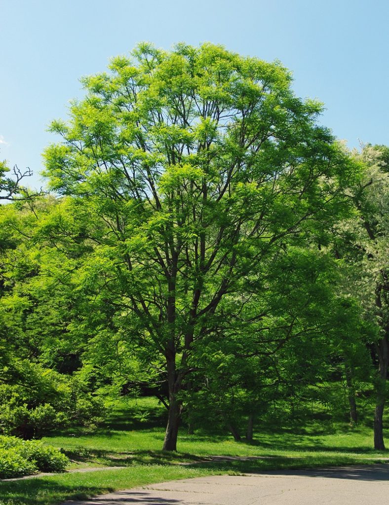 Kentucky coffeetree with spreading round crown