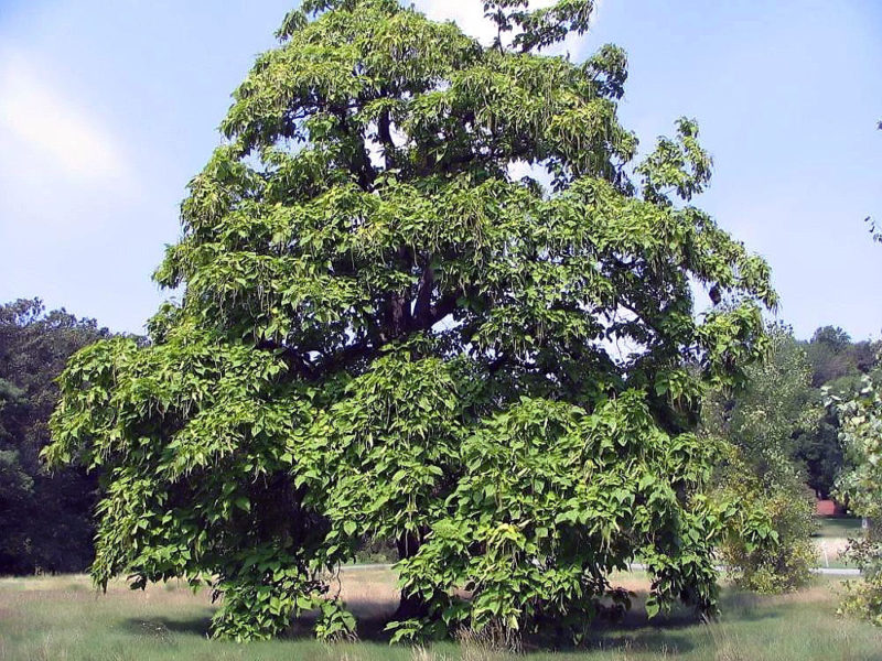 tall, spreading northern catalpa tree