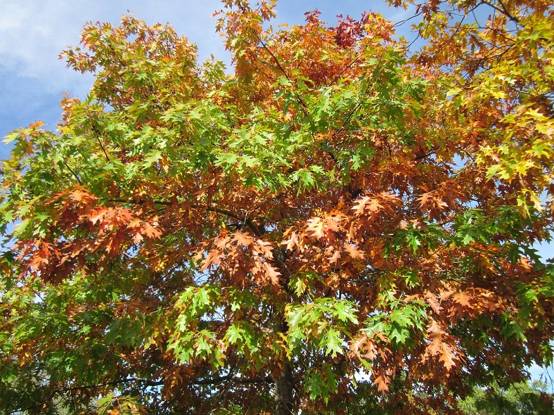 close-up of northern red oak's leaves changing from green to brown in fall