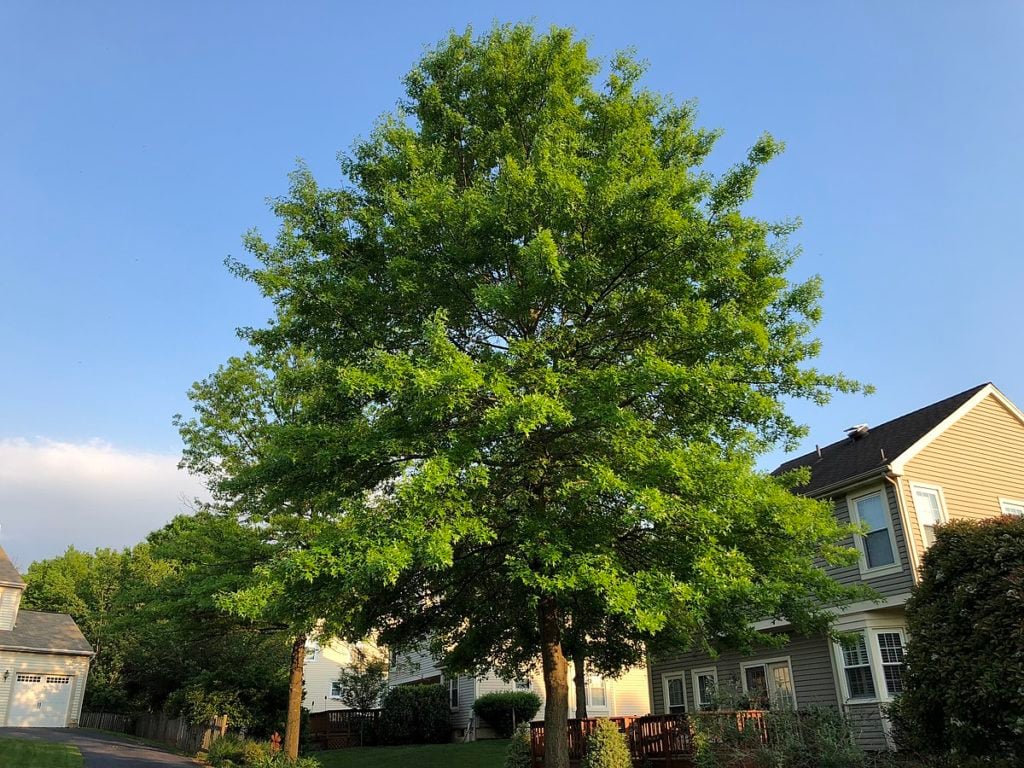 large pin oak tree in front of house