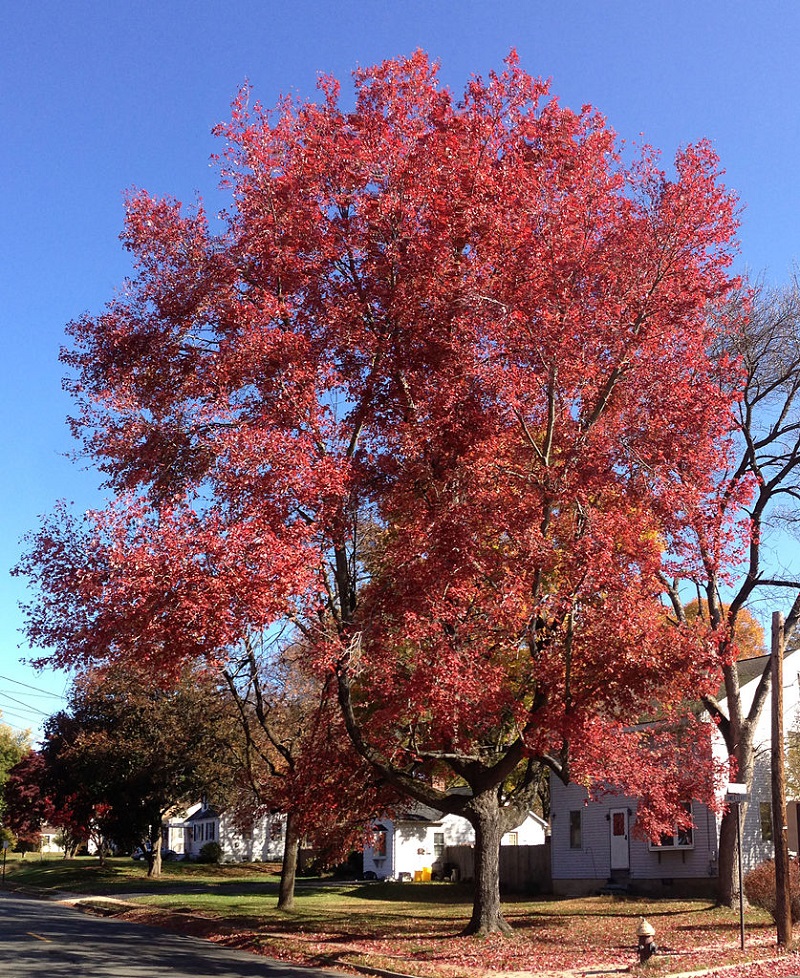 red maple tree with bright red leaves in fall