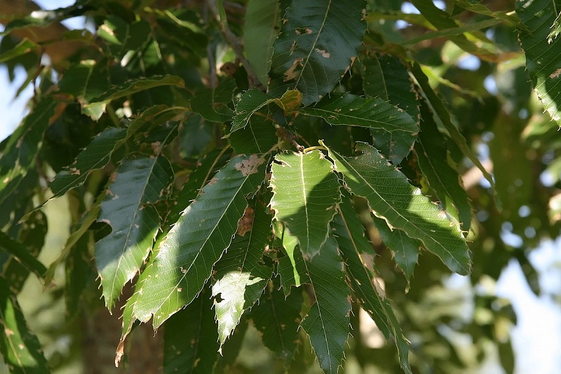 close-up of ridged sawtooth oak leaves