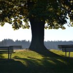 15 of the Best Shade Trees for Salt Lake City Yards