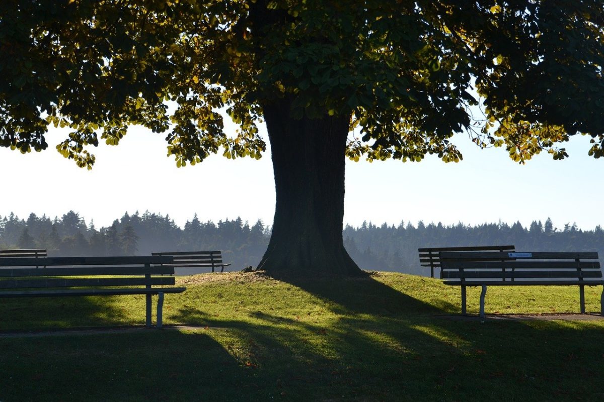 large tree casting shade over benches