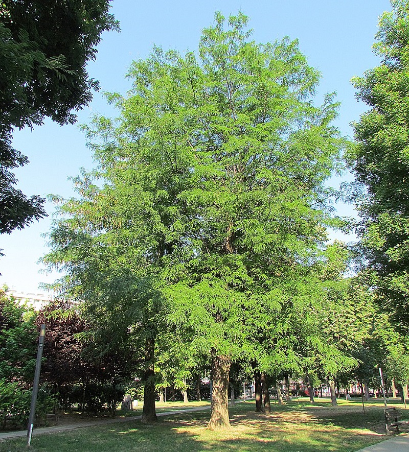 tall thornless honeylocust tree in a park