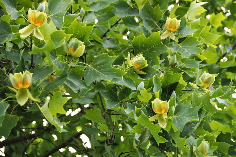 Close-up of tulip tree's leaves and flowers
