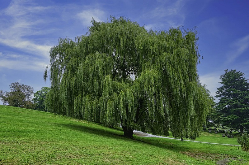 weeping willow with sweeping branches in a field