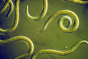 How to Treat Fleas in Your Yard Naturally