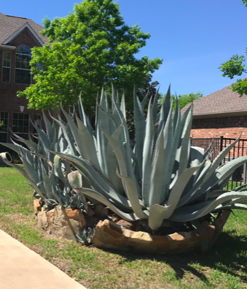 Large aloe is focal point in front yard