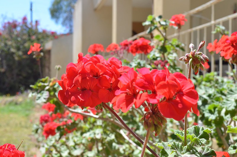 Close-up of red flowers with a house in the background