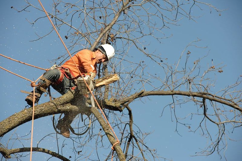 Worker high in a tree trimming branches