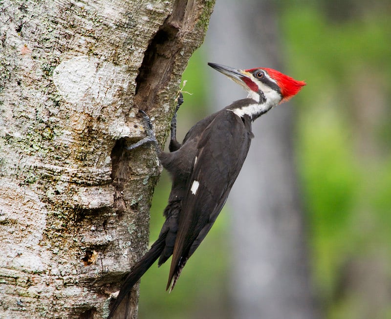 Close-up of a red-headed woodpecker on the side of a tree