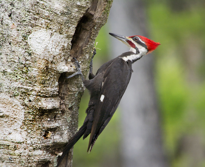 Close-up of a red-headed woodpecker on the side of a tree