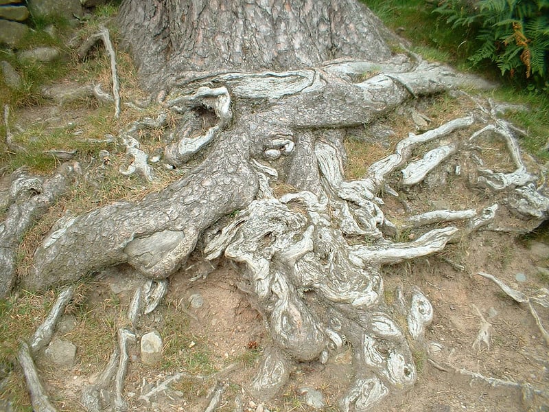 Close-up of tangled tree root system partially unearthed