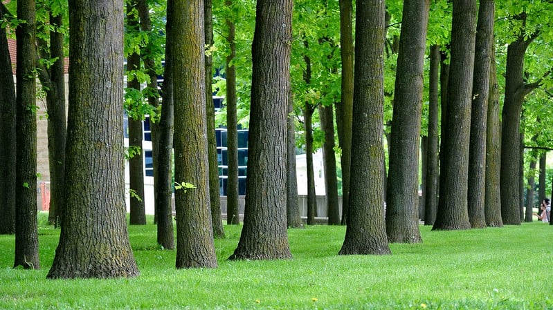 A large amount of trees all clustered in the same area