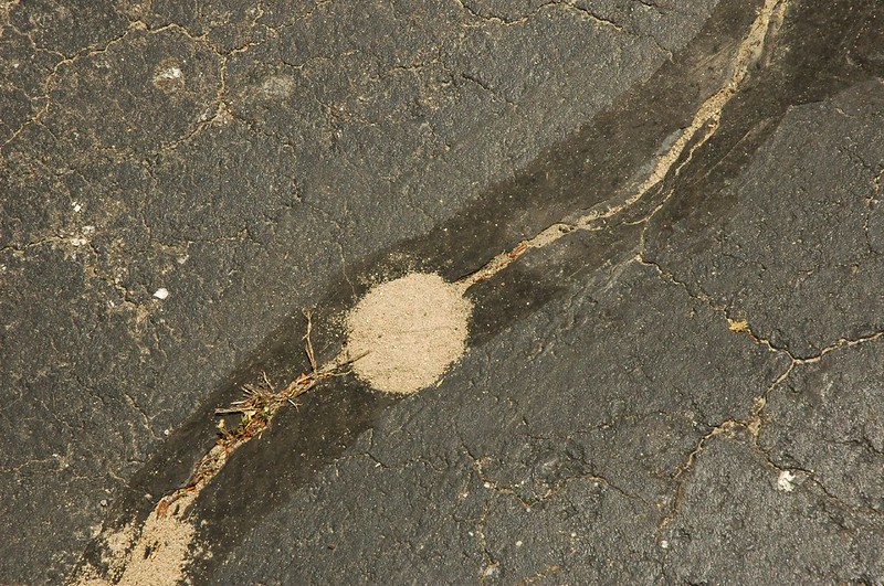 Crack in asphalt