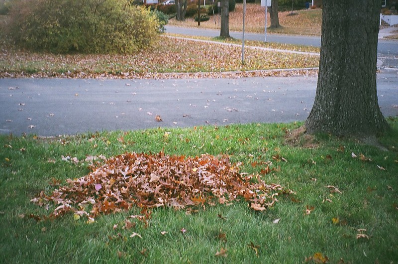 Pile of leaves next to a tree