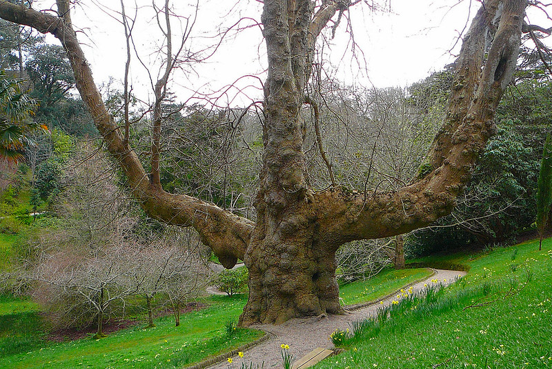 Large, warty tree in the middle of a path