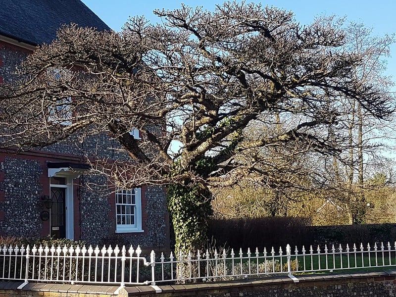 Tree in the front yard of a home